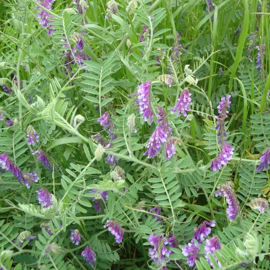 ERVILHACA SS COMBATE