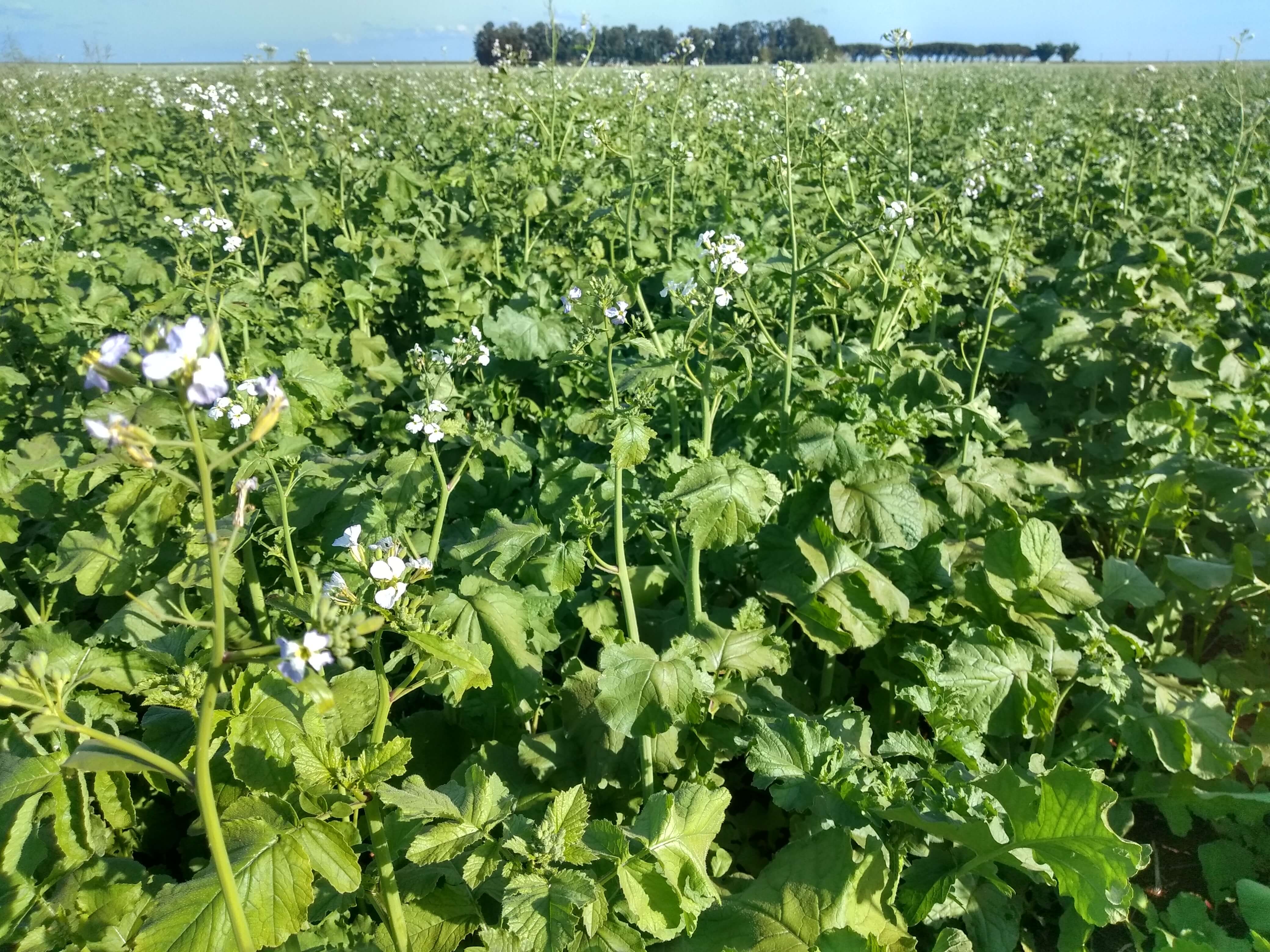 NABO FORRAGEIRO IPR 116