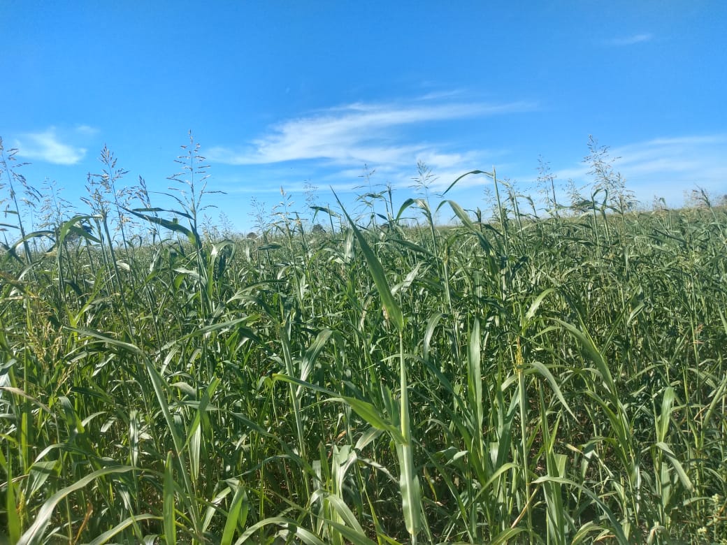 CAPIM SUDÃO BRS ESTRIBO