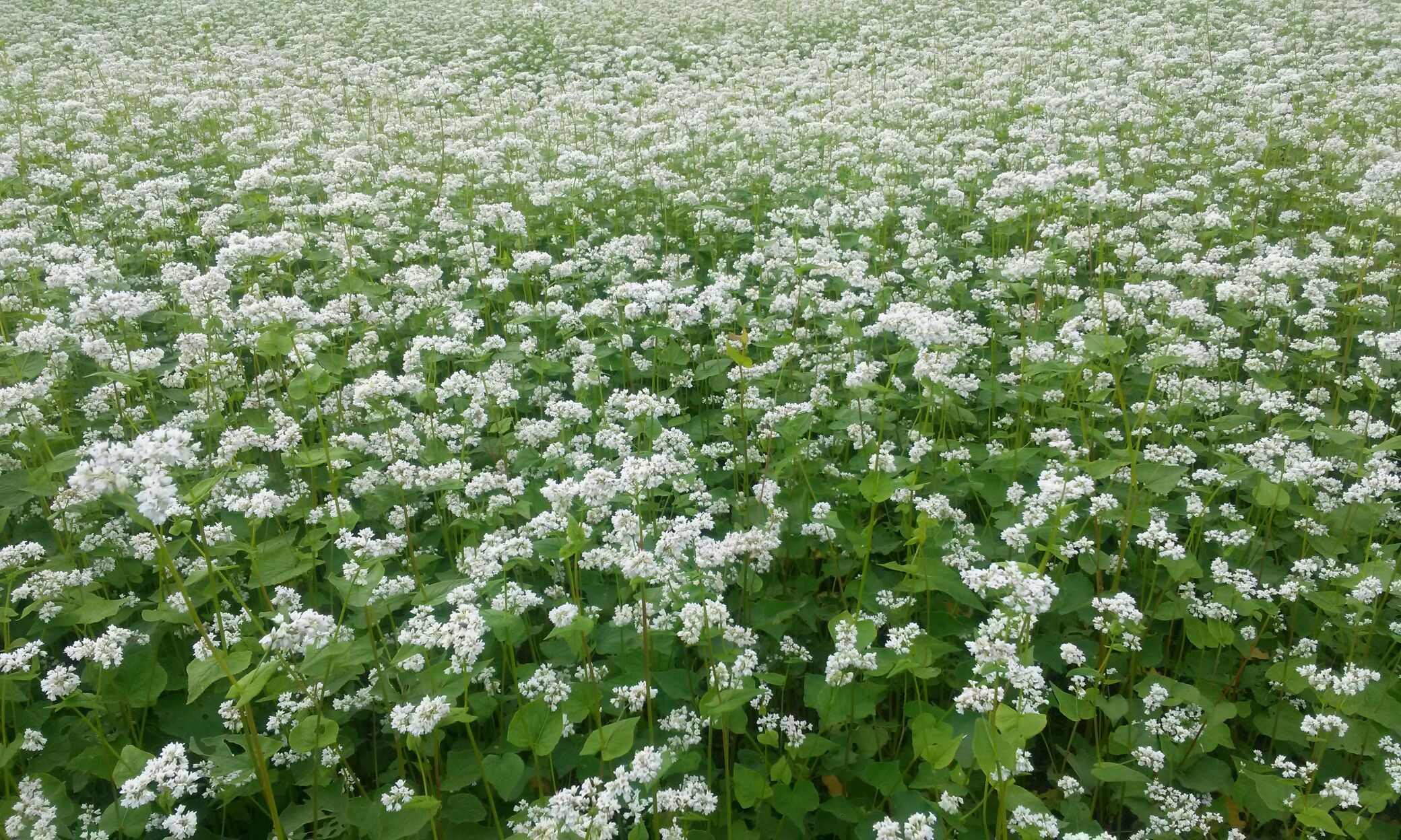 TRIGO MOURISCO IPR 91 BAILI