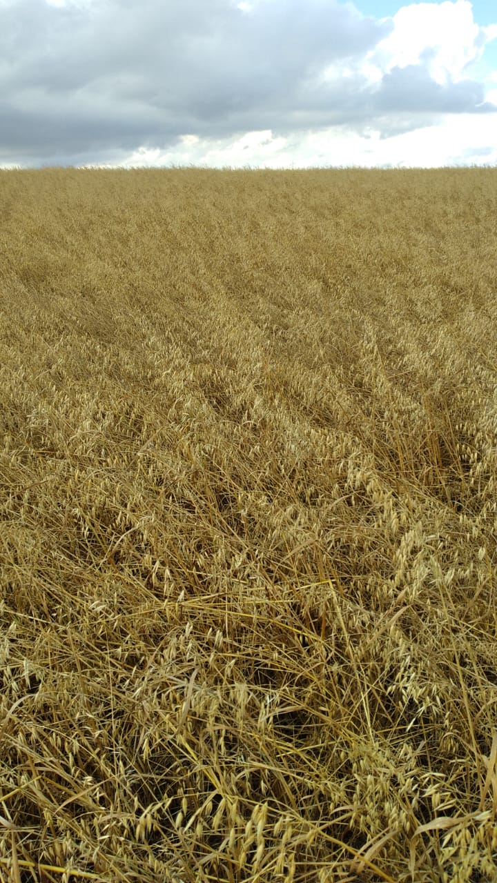 AVEIA ”UCRANIANA LEGAL” FORRAGEIRA AF 1345