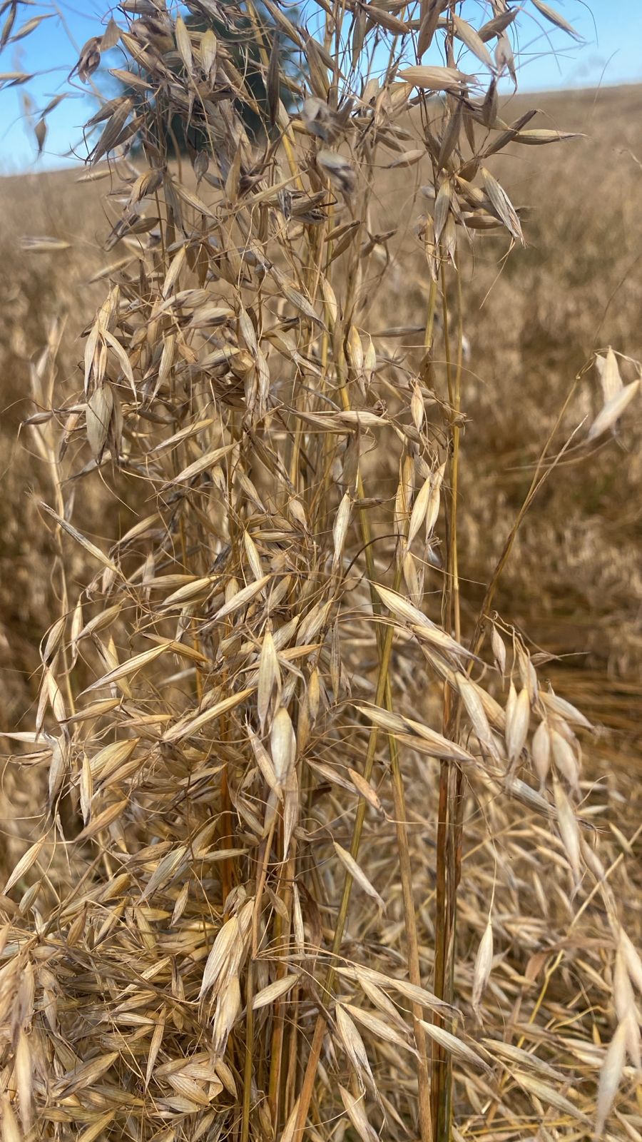 AVEIA PRETA EMBRAPA 139