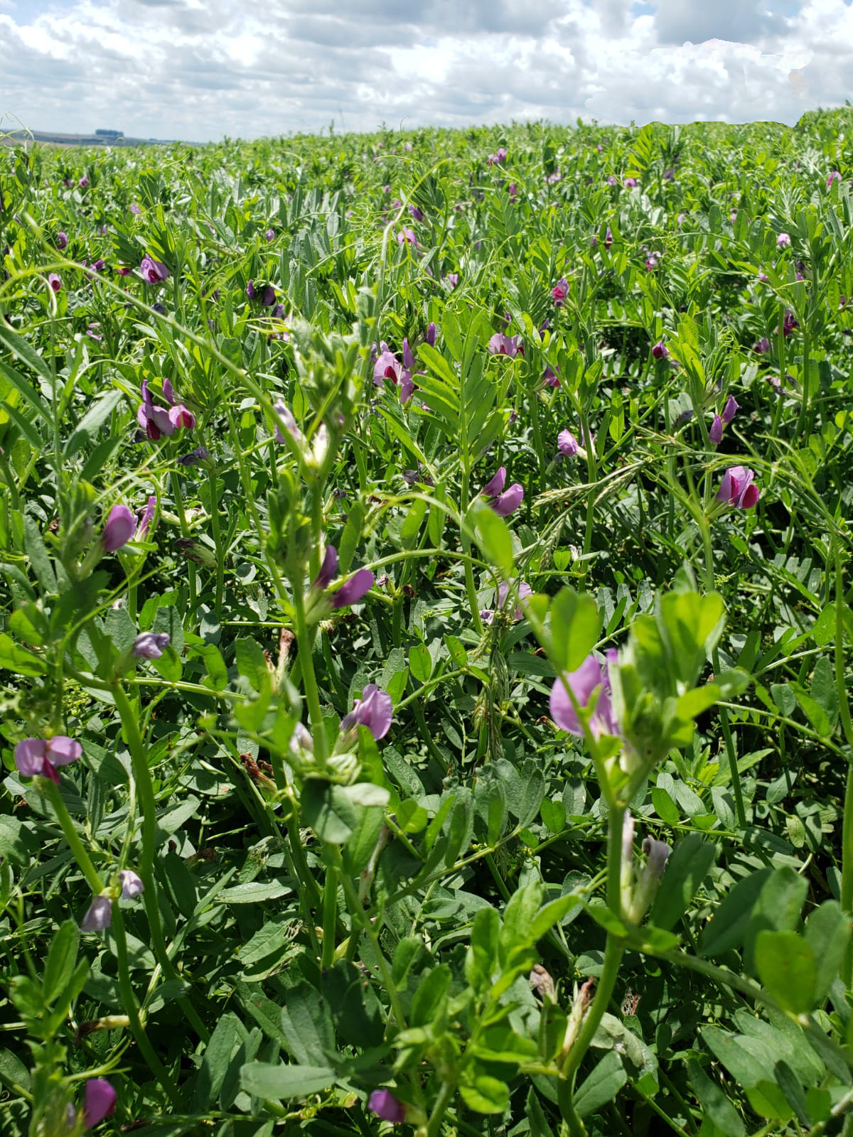 ERVILHACA URS BRS PRESILHA