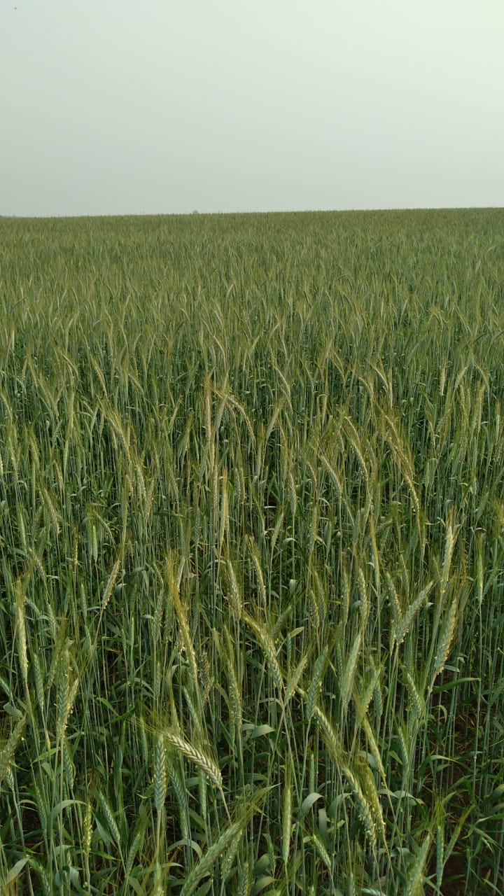 TRITICALE BRS SATURNO